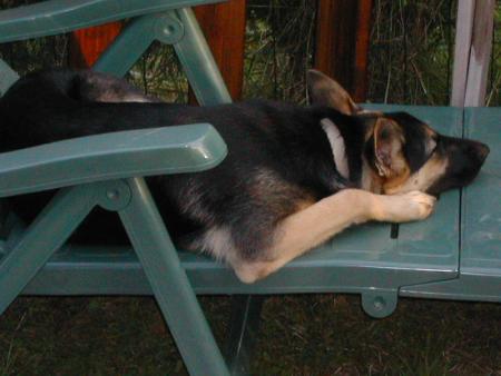 1 de mes 2 chiens