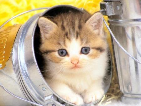 chaton